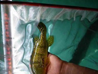 龍魚拉白便：龍魚拉白便可能是由于以下幾個(gè)原因
