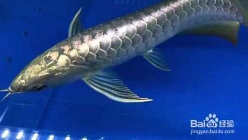 龍魚鳳魚虎魚豬鼻龜有什么說法嗎：豬鼻龜長壽健康的養護秘訣飛鳳與豬鼻龜混養的利弊