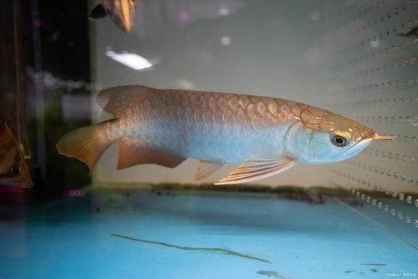 如何結合視頻教程動態觀察特征？