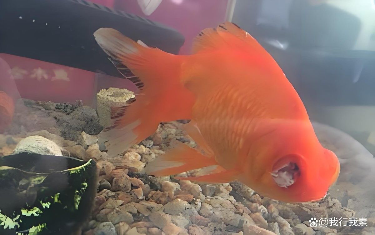 龍魚蒙眼治療期間需要加鹽嗎？