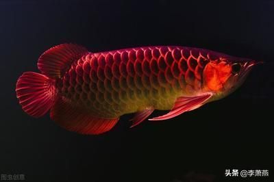 紅龍魚最低能承受多少度的低溫：紅龍魚最低能承受的低溫大約是24攝氏度，但它們也能承受低溫