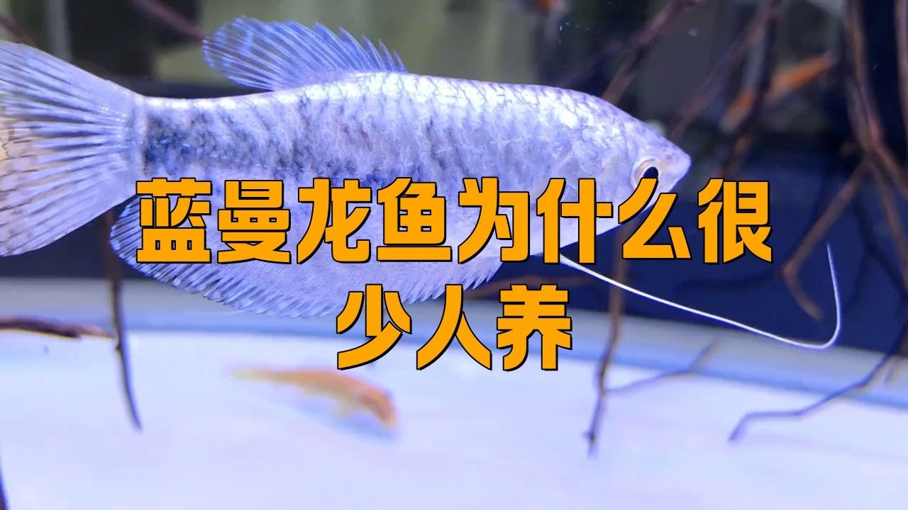藍曼龍魚飼養方法 藍曼龍魚飼養方法 龍魚百科 第3張