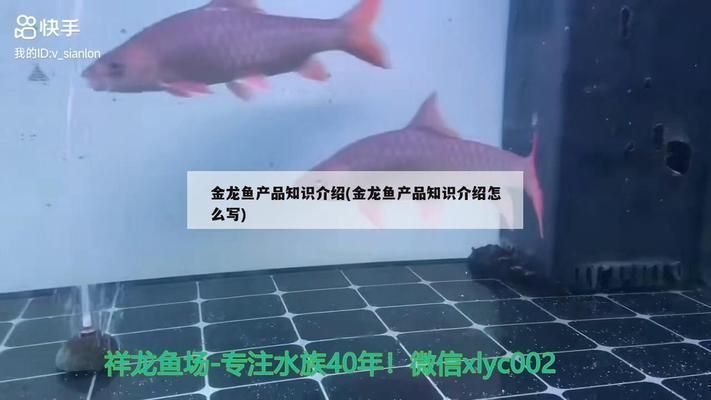 金龍魚新產品介紹怎么寫吸引人（金龍魚新產品介紹吸引人的方法）