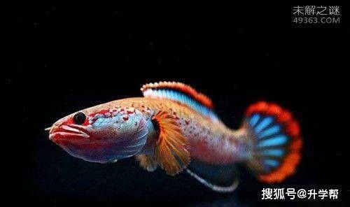 雷龍魚多大開始吃小魚