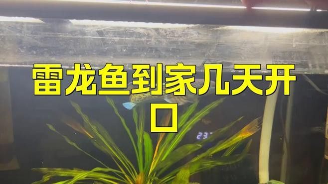 雷龍魚多大開始吃小魚
