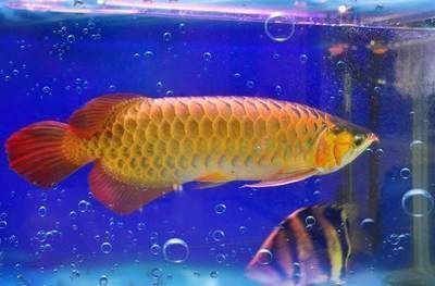 金龍魚比賽怎么參加的，金龍魚比賽報名流程