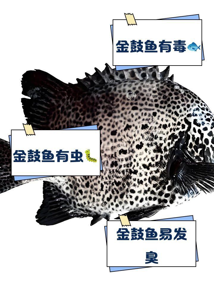金鼓魚盡量少吃的原因