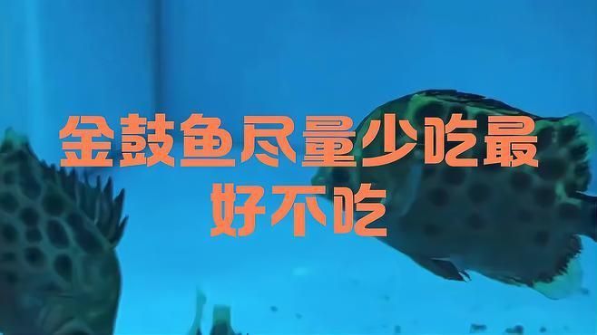 金鼓魚盡量少吃的原因