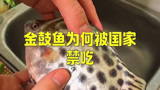 金鼓魚盡量少吃的原因