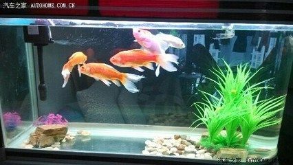 金龍魚家里怎樣養金龍魚:養金龍魚需要注意以下幾個方面:金龍魚在家里需要注意以下幾個方面 龍魚百科 第3張 金龍魚家里怎樣養金龍魚:養金龍魚需要注意以下幾個方面:金龍魚在家里需要注意以下幾個方面 金龍魚家里怎樣養金龍魚:養金龍魚需要注意以下幾個方面:金龍魚在家里需要注意以下幾個方面 龍魚百科 第3張