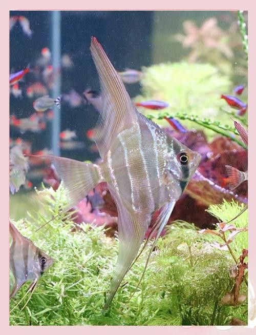 埃及神仙魚可以和龍魚混養嗎圖片