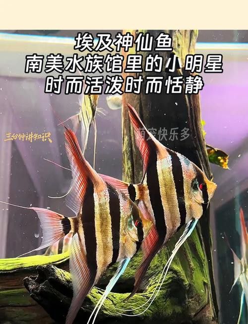 埃及神仙魚可以和龍魚混養嗎圖片