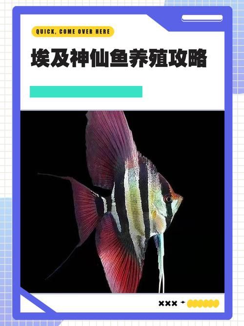 埃及神仙魚可以和龍魚混養嗎圖片