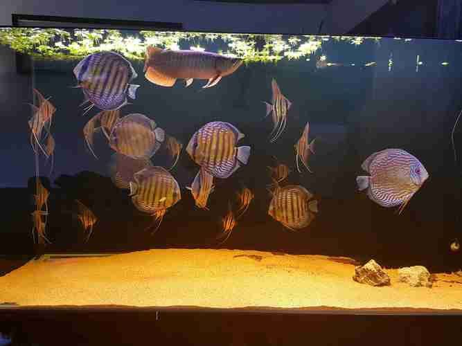 埃及神仙魚可以和龍魚混養嗎圖片