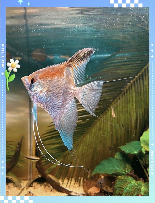 埃及神仙魚可以和龍魚混養嗎圖片