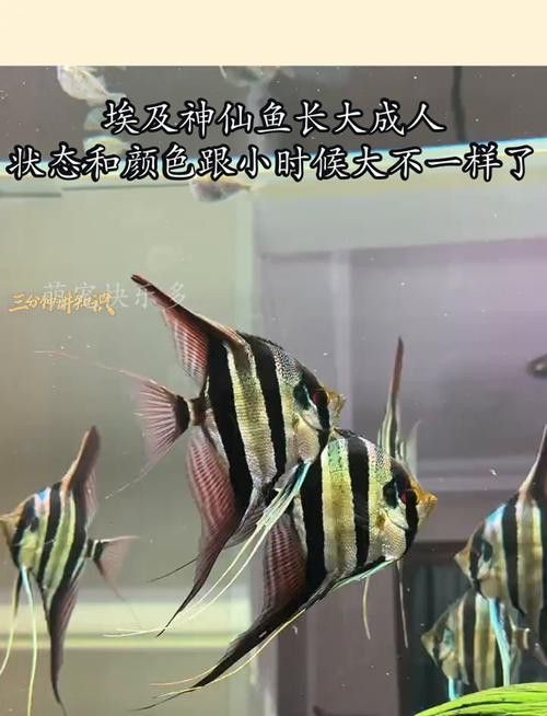 埃及神仙魚可以和龍魚混養嗎圖片