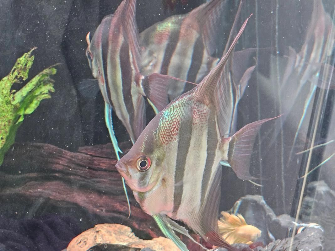 埃及神仙魚可以和龍魚混養嗎圖片