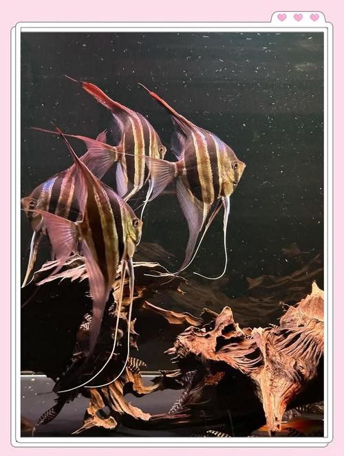埃及神仙魚可以和龍魚混養嗎圖片