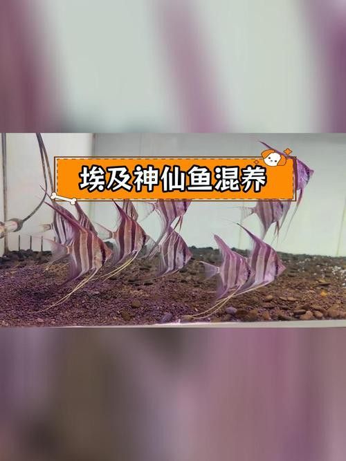 埃及神仙魚可以和龍魚混養嗎圖片