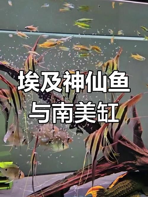 埃及神仙魚可以和龍魚混養嗎圖片