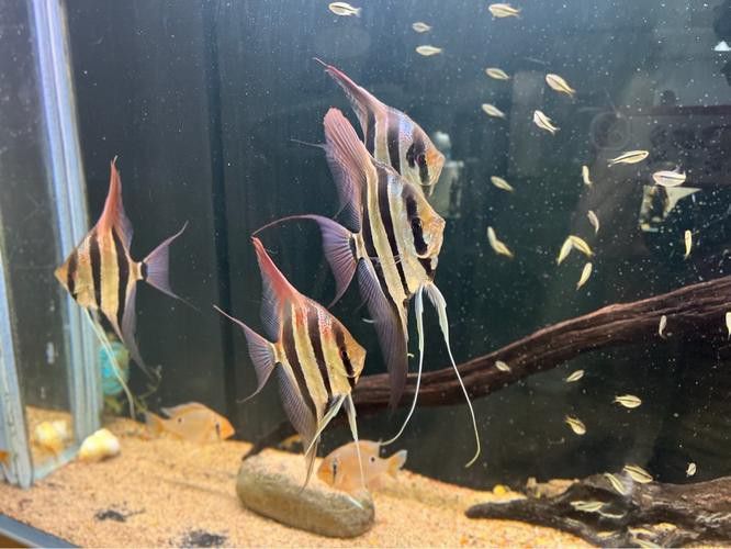 埃及神仙魚可以和龍魚混養嗎圖片