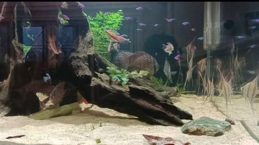 埃及神仙魚可以和龍魚混養嗎圖片