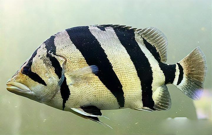 埃及神仙魚可以和龍魚混養嗎圖片