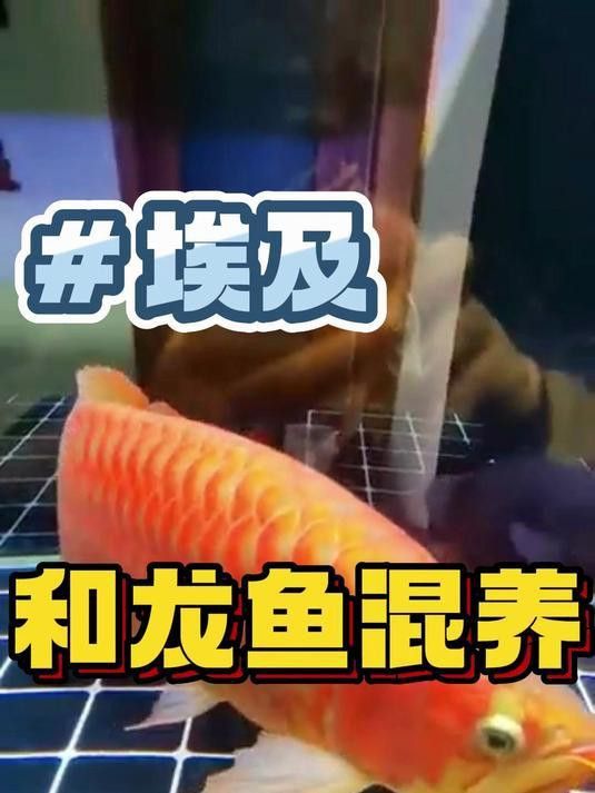 埃及神仙魚可以和龍魚混養嗎圖片