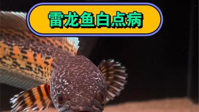 雷龍魚白點病圖片