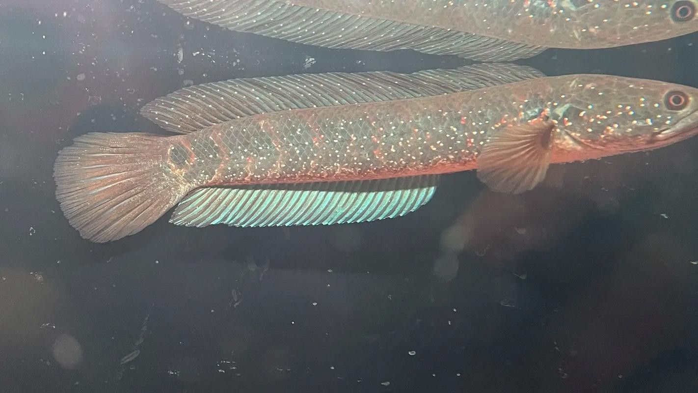 雷龍魚白點病圖片