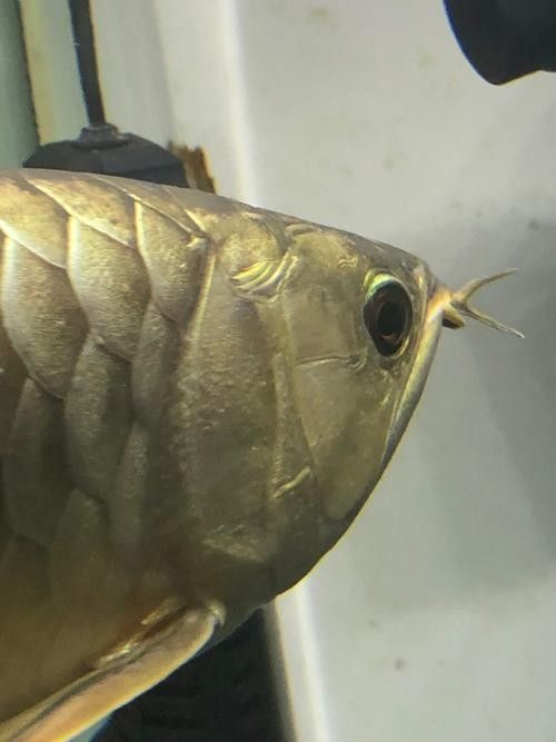 雷龍魚白點病圖片