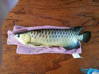 廣州觀賞魚批發市場祥龍魚場7（關于廣州觀賞魚批發市場祥龍魚場7的問題）