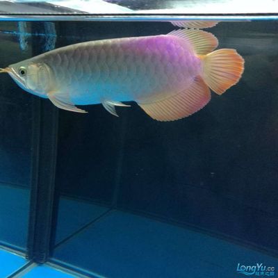 廣州觀賞魚批發市場祥龍魚場7（關于廣州觀賞魚批發市場祥龍魚場7的問題）