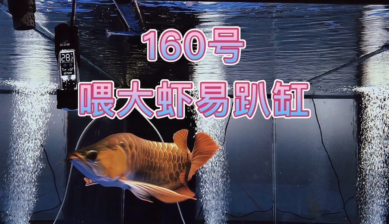 龍魚可以喂大蝦嗎，龍魚可以喂食大蝦嗎