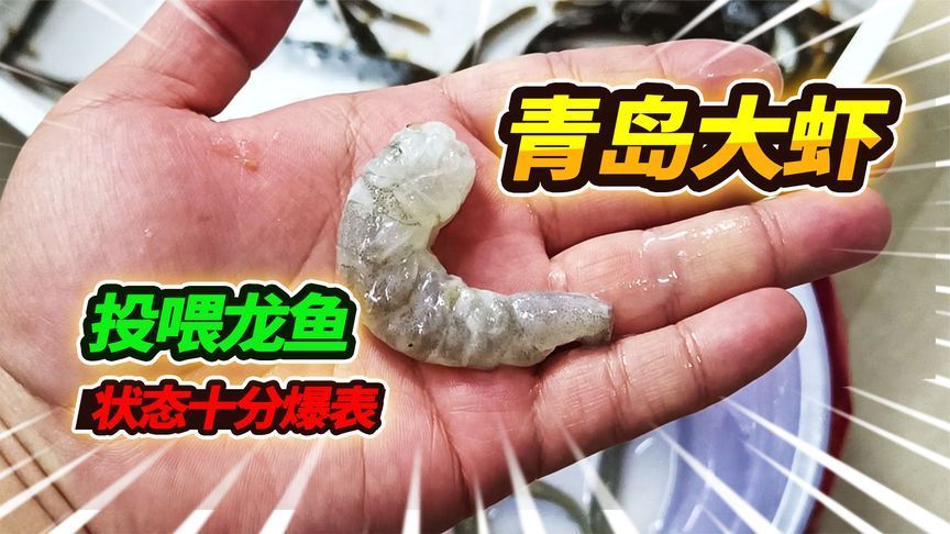 龍魚可以喂大蝦嗎，龍魚可以喂食大蝦嗎
