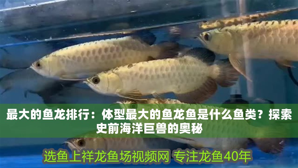 最大的魚龍排行：體型最大的魚龍魚是什么魚類？探索史前海洋巨獸的奧秘