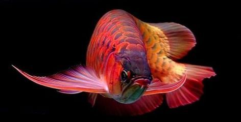 龍魚病死對主人好嗎圖片大全：龍魚死亡是否意味著主人會遭遇不幸