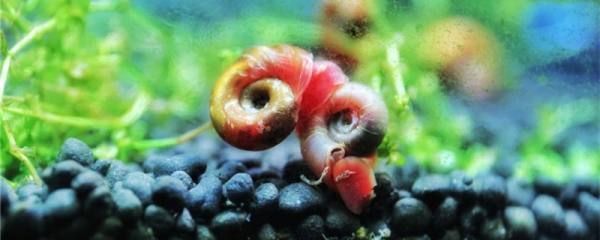 龍魚是否食用蘋果螺（龍魚可以吃蘋果螺嗎，龍魚可以吃蘋果螺的結論是什么）
