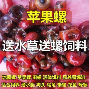 龍魚是否食用蘋果螺（龍魚可以吃蘋果螺嗎，龍魚可以吃蘋果螺的結論是什么）
