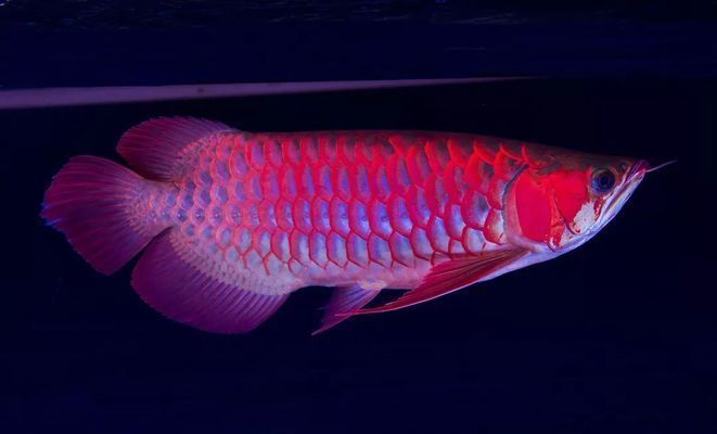 龍魚是哪個國家的國寶：緬甸圖騰青龍魚在全球水族市場地位及其詳細信息