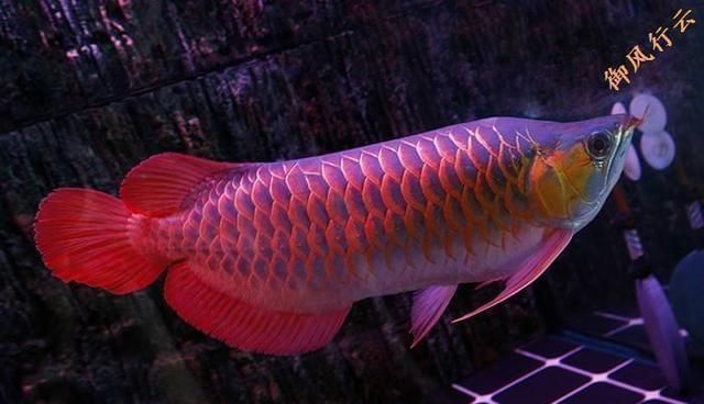 龍魚是哪個國家的國寶：緬甸圖騰青龍魚在全球水族市場地位及其詳細信息