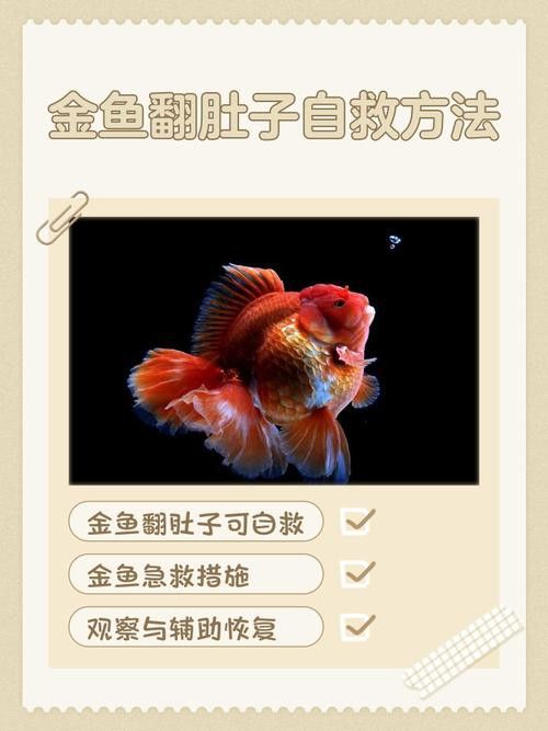 金龍魚撞缸翻肚皮