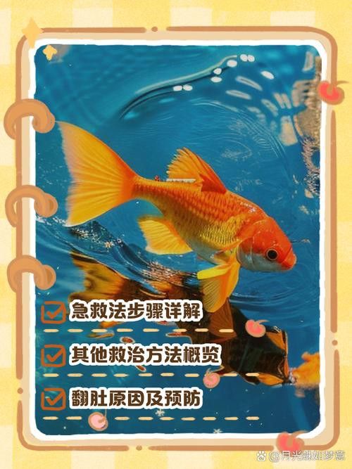 金龍魚撞缸翻肚皮