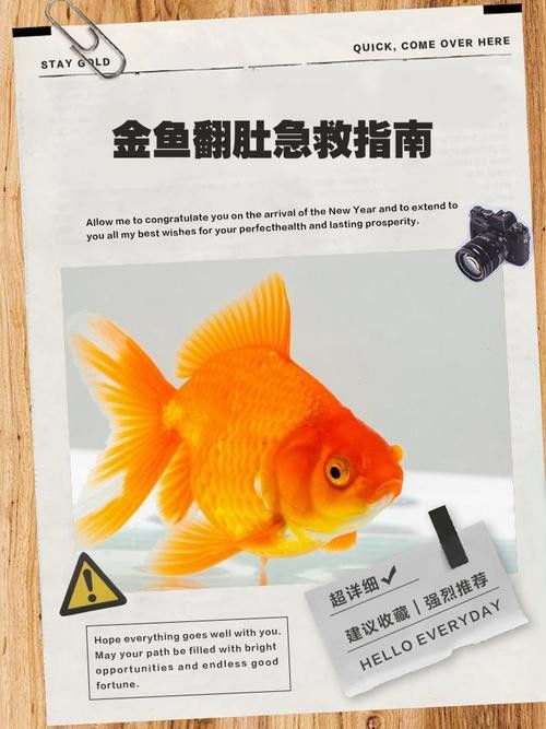 金龍魚撞缸翻肚皮