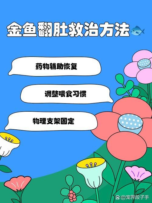 金龍魚撞缸翻肚皮
