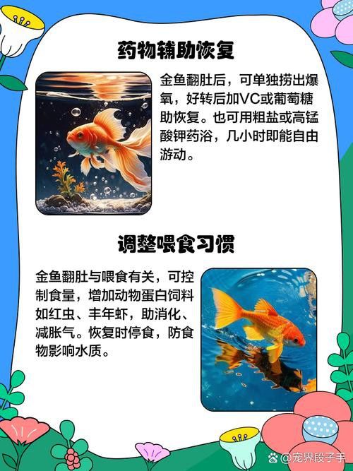 金龍魚撞缸翻肚皮