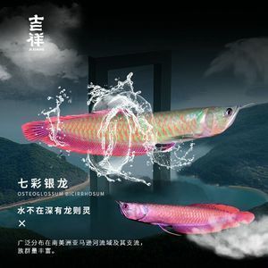 七彩銀龍魚和銀龍哪個貴：七彩銀龍魚與銀龍魚的價格差異