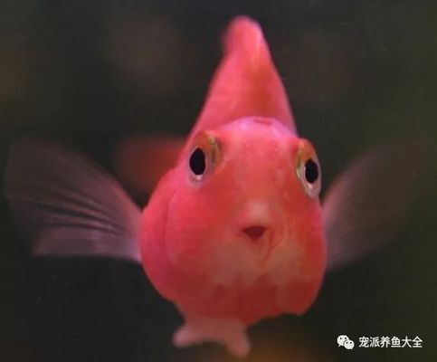 龍魚吃啥能變色啊視頻大全教程：探索紅龍魚食物多樣性與色彩變化之謎