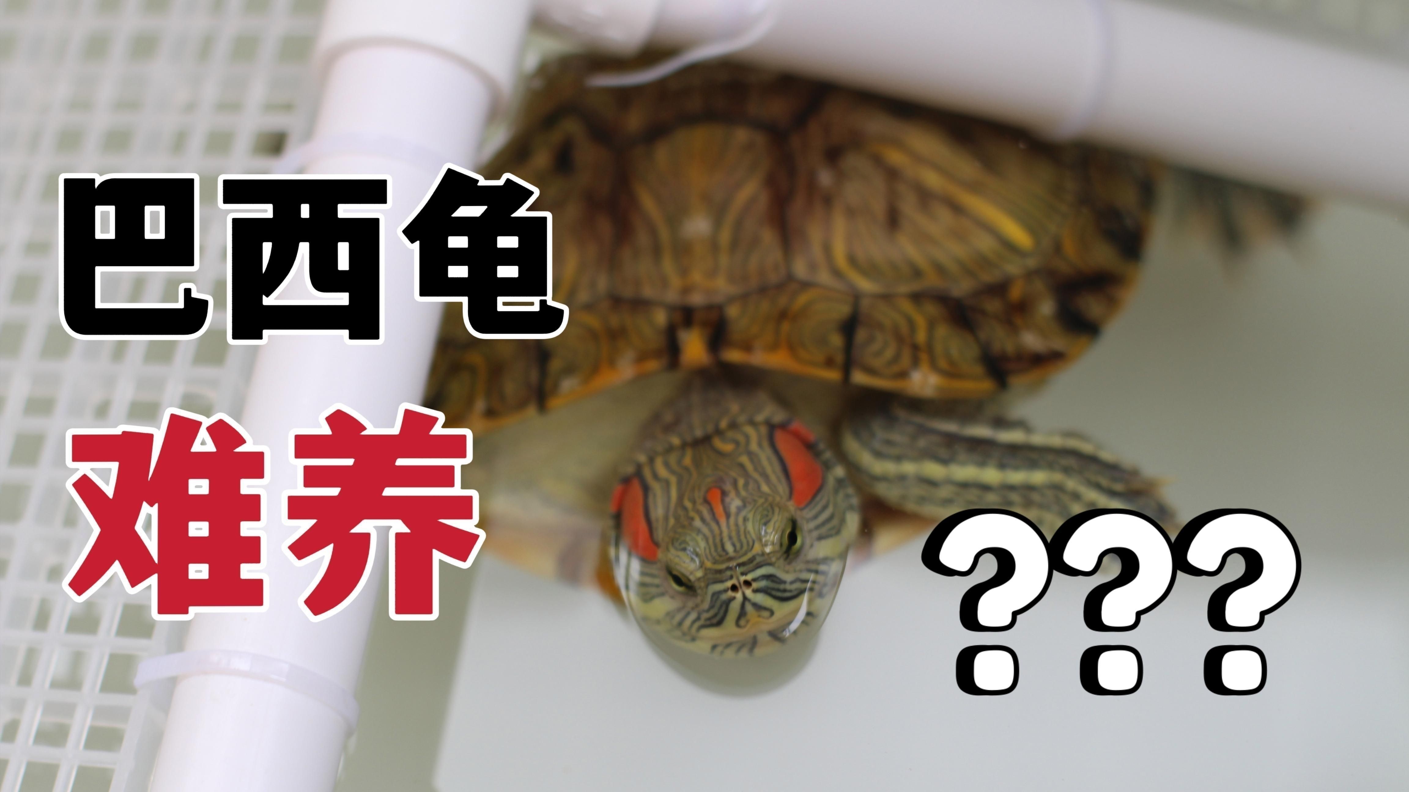 金粉巴西龜好養嗎