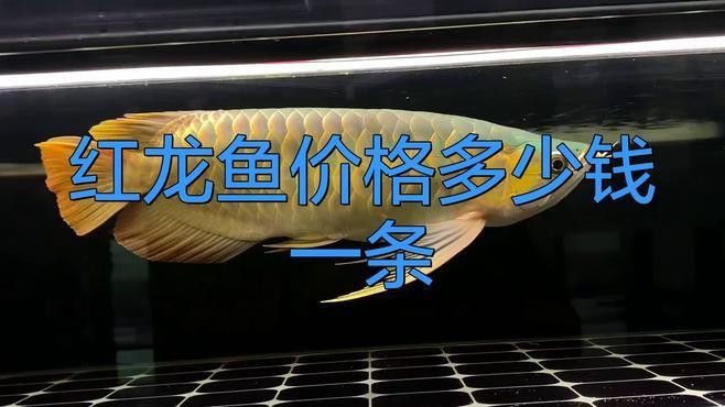 紅背金龍魚的價格范圍